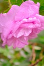 Pink Dogrose, Briar eglantine flower. Wild Rose hips closeup Royalty Free Stock Photo