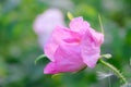 Pink Dogrose, Briar eglantine flower. Wild Rose hips closeup Royalty Free Stock Photo