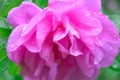 Pink Dogrose, Briar eglantine flower. Wild Rose hips closeup Royalty Free Stock Photo