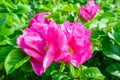 Pink Dogrose, Briar eglantine flower. Wild Rose hips closeup Royalty Free Stock Photo