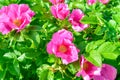 Pink Dogrose, Briar eglantine flower. Wild Rose hips closeup Royalty Free Stock Photo