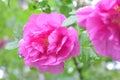 Pink Dogrose, Briar eglantine flower. Wild Rose hips closeup Royalty Free Stock Photo