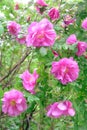 Pink Dogrose, Briar eglantine flowers. Wild Rose hips closeup Royalty Free Stock Photo