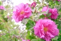 Pink Dogrose, Briar eglantine flowers. Wild Rose hips closeup