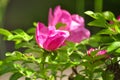 Pink dogrose garden flower in the sunlight Royalty Free Stock Photo