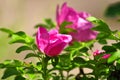 Pink dogrose garden flower in the sunlight Royalty Free Stock Photo