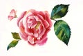 Pink dogrose twig with leaf poriginal rose watercolor