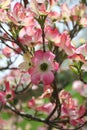Pink Dogwood Royalty Free Stock Photo