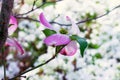 Pink dogwood bloom on branch in springtime with bokeh background Royalty Free Stock Photo