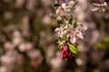 Pink Dogwood Bloom With Copy Space Royalty Free Stock Photo