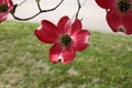 Pink dogwood bloom hanging low on a limb Royalty Free Stock Photo