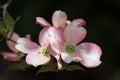 Pink Dogwood Blooms Cluster Closeup Royalty Free Stock Photo