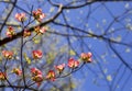 Pink Dogwood Blooms I Royalty Free Stock Photo