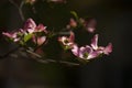 Pink Dogwood Blooms During Spring in Direct Sunlight Royalty Free Stock Photo