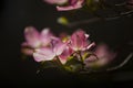 Pink Dogwood Blooms During Spring in Direct Sunlight Royalty Free Stock Photo