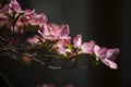 Pink Dogwood Blooms During Spring in Direct Sunlight Royalty Free Stock Photo