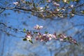 Pink Dogwood Blooms in the Springtime Royalty Free Stock Photo