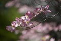 Pink Dogwood Blooms in Springtime Royalty Free Stock Photo