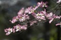 Pink Dogwood Blooms in Springtime Royalty Free Stock Photo