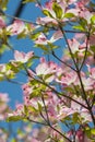 Pink Dogwood Blooms Vertical