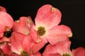 Pink Flowering Dogwood Blossom 01 Royalty Free Stock Photo
