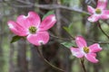 The Pink Dogwood Blossom in the Springtime Royalty Free Stock Photo