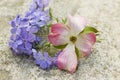 Pink Dogwood Blossom and Blue Moon Phlox Royalty Free Stock Photo