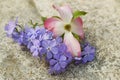 Pink Dogwood Blossom and Blue Moon Phlox Royalty Free Stock Photo