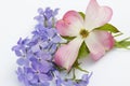 Pink Dogwood Blossom and Blue Moon Phlox Royalty Free Stock Photo