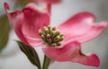 Pink Dogwood blossom Royalty Free Stock Photo