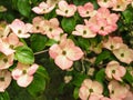 Pink dogwood blossom, Cornus kousa variety Miss Satomi