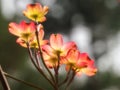 Pink dogwood blossoms with backlight Royalty Free Stock Photo