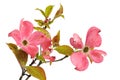 Pink Dogwood Blossoms isolated on white