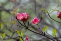 Pink dogwood blossoms in spring