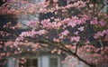 Pink Dogwood Branches Royalty Free Stock Photo