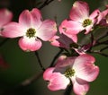 Pink Dogwood Closeup