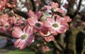 Pink dogwood flower blossoms in bright Royalty Free Stock Photo