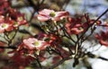 Pink dogwood flower blossoms in bright Royalty Free Stock Photo