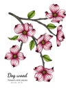 Pink dogwood flower and leaf drawing illustration with line art on white backgrounds