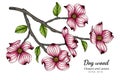 Pink dogwood flower and leaf drawing illustration with line art on white backgrounds