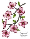 Pink dogwood flower and leaf drawing illustration with line art on white backgrounds