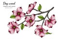 Pink dogwood flower and leaf drawing illustration with line art on white backgrounds