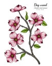 Pink dogwood flower and leaf drawing illustration with line art on white backgrounds