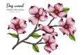 Pink dogwood flower and leaf drawing illustration with line art on white backgrounds