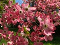 Pink Dogwood Flowers in the Afternoon Light in Spring Royalty Free Stock Photo