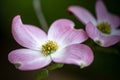 Pink dogwood flowers, Cornus sp Royalty Free Stock Photo