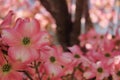 Pink Dogwood Flowers in full bloom Cornus florida Royalty Free Stock Photo
