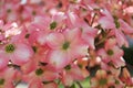 Pink Dogwood Flowers in full bloom Cornus florida Royalty Free Stock Photo