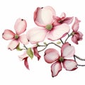 Pink Dogwood Flowers: Meticulously Detailed Watercolor Painting By Beatrice Potter
