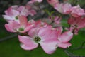 Pink dogwood flowers in the spring